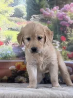 Poppy, a female Golden Retriever for sale in Grabill, IN – 4 of 6