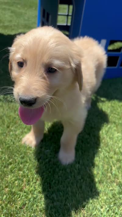 Pilot, a male Golden Retriever for sale in Grabill, IN – 6 of 6