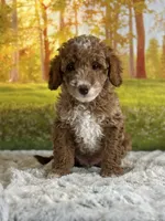Murphy, a male Miniature Goldendoodle for sale in Grabill, IN – 4 of 5