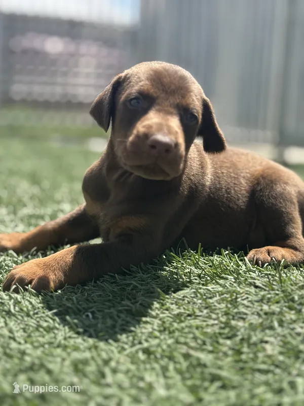 Titan – Doberman Pinscher puppy for sale in Grabill, IN