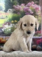 Pixie, a female Golden Retriever for sale in Grabill, IN – 2 of 6