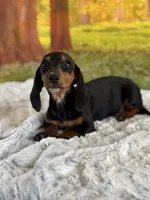 Lotties, a female Miniature Dachshund for sale in Grabill, IN – 5 of 5
