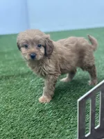 Fargo, a male Goldendoodle for sale in Grabill, IN – Photo 1 of 3