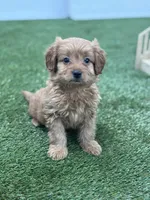 Fargo, a male Goldendoodle for sale in Grabill, IN – Photo 3 of 3