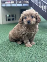 Fargo, a male Goldendoodle for sale in Grabill, IN – Photo 2 of 3