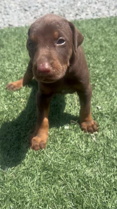 Blaze, a male Doberman Pinscher for sale in Grabill, IN – 3 of 6
