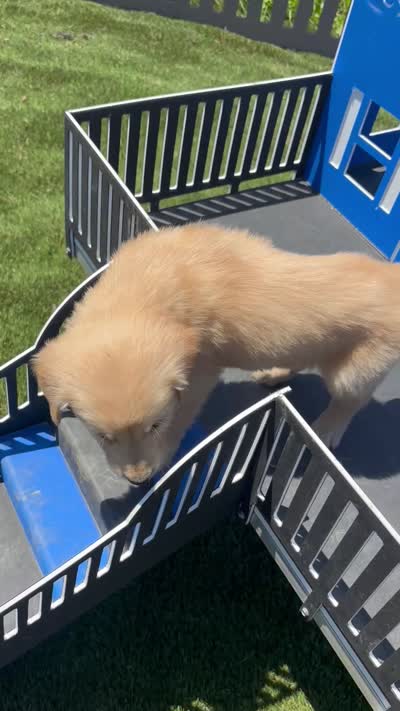 Pearl, a female Golden Retriever for sale in Grabill, IN – 6 of 6