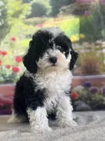 Bronco, a male Miniature Bernedoodle for sale in Grabill, IN – 5 of 6