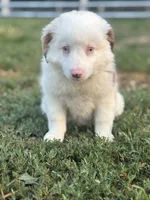 Diane, a female Australian Shepherd for sale in Grabill, IN – 4 of 5