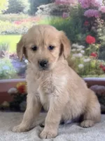 Penn, a male Golden Retriever for sale in Grabill, IN – 4 of 6