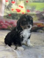 Jack, a male Bernese Mountain Dog and Poodle - Miniature  for sale in Grabill, IN – 2 of 3