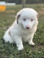 Diane, a female Australian Shepherd for sale in Grabill, IN – 1 of 5