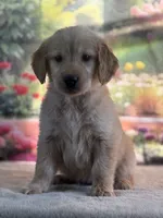 Nella, a female Golden Retriever for sale in Grabill, IN – 5 of 6