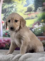Pilot, a male Golden Retriever for sale in Grabill, IN – 4 of 6