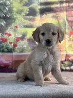 Nixie, a female Golden Retriever for sale in Grabill, IN – 2 of 5