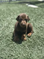Titan, a male Doberman Pinscher for sale in Grabill, IN – 4 of 5