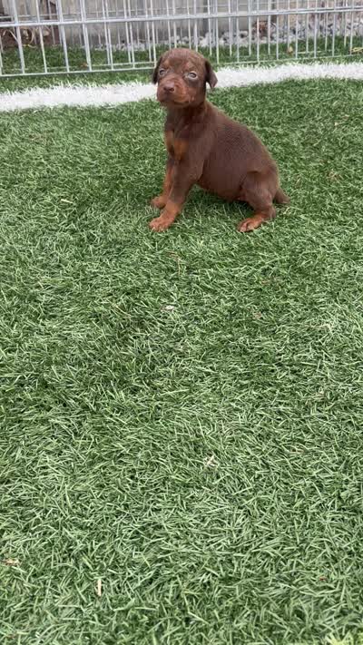 Zoe, a female Doberman Pinscher for sale in Grabill, IN – 6 of 6