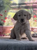 Nola, a female Golden Retriever for sale in Grabill, IN – 3 of 6