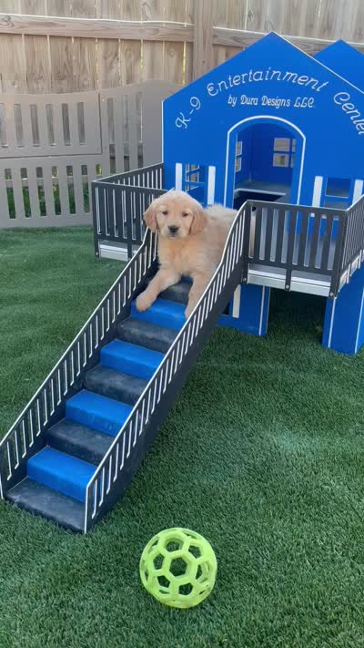 Nola, a female Golden Retriever for sale in Grabill, IN – 6 of 6