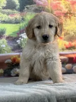 Neo, a male Golden Retriever for sale in Grabill, IN – 4 of 6