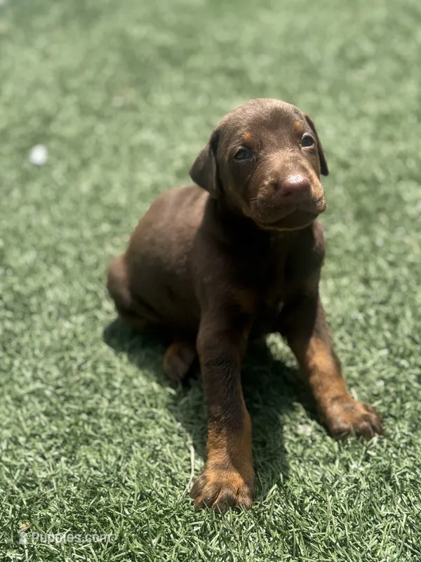 Blaze – Doberman Pinscher puppy for sale in Grabill, IN