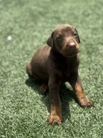 Blaze, a male Doberman Pinscher for sale in Grabill, IN – 1 of 6