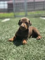 Titan, a male Doberman Pinscher for sale in Grabill, IN – 2 of 5