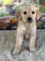 Pearl, a female Golden Retriever for sale in Grabill, IN – 3 of 6