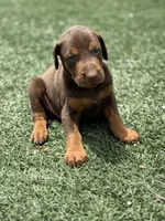 Brutus, a male Doberman Pinscher for sale in Grabill, IN – 2 of 5