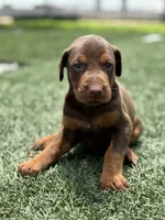 Brutus, a male Doberman Pinscher for sale in Grabill, IN – 3 of 5