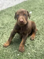 Blaze, a male Doberman Pinscher for sale in Grabill, IN – 2 of 6