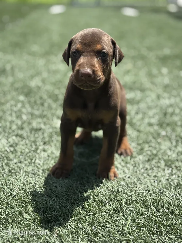Roxie – Doberman Pinscher puppy for sale in Grabill, IN