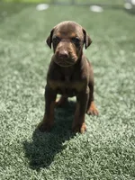 Roxie, a female Doberman Pinscher for sale in Grabill, IN – 1 of 4