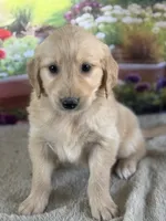 Pilot, a male Golden Retriever for sale in Grabill, IN – 3 of 6