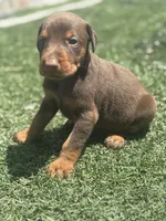 Diesel, a male Doberman Pinscher for sale in Grabill, IN – 4 of 5