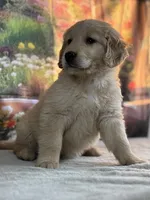 Neo, a male Golden Retriever for sale in Grabill, IN – 1 of 6