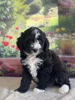 Bailey, a female Miniature Bernedoodle for sale in Grabill, IN – 5 of 6