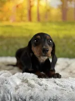 Lotties, a female Miniature Dachshund for sale in Grabill, IN – 3 of 5