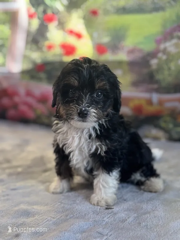 Jack – Bernese Mountain Dog, Poodle - Miniature  puppy for sale in Grabill, IN
