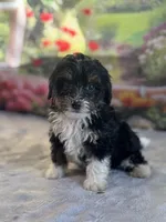 Jack, a male Bernese Mountain Dog and Poodle - Miniature  for sale in Grabill, IN – 1 of 3