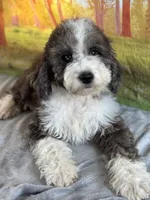Bell, a female Miniature Bernedoodle for sale in Grabill, IN – 2 of 4