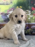 Pepper, a female Golden Retriever for sale in Grabill, IN – 4 of 6