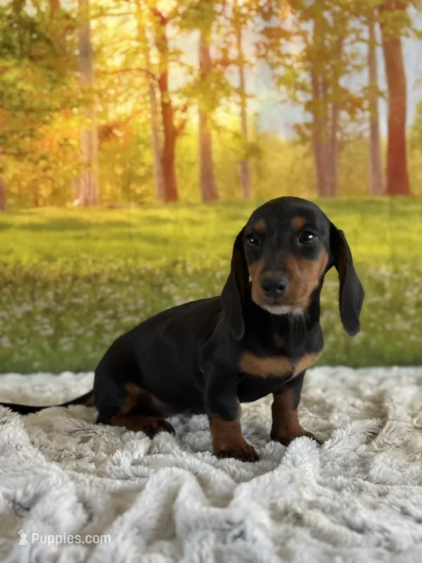 Lotties – Miniature Dachshund puppy for sale in Grabill, IN