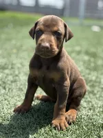 Roxie, a female Doberman Pinscher for sale in Grabill, IN – 2 of 4