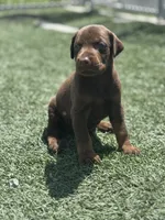 Athena, a female Doberman Pinscher for sale in Grabill, IN – 3 of 4