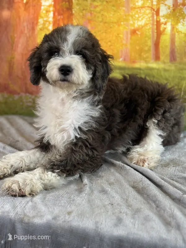 Bell – Miniature Bernedoodle puppy for sale in Grabill, IN
