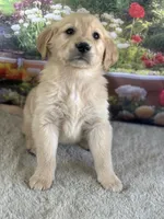 Pheonix, a male Golden Retriever for sale in Grabill, IN – 5 of 5