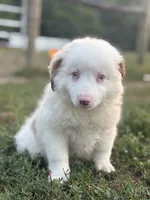 Diane, a female Australian Shepherd for sale in Grabill, IN – 5 of 5