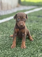 Zoe, a female Doberman Pinscher for sale in Grabill, IN – 3 of 6