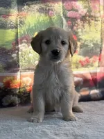 Nixie, a female Golden Retriever for sale in Grabill, IN – 5 of 5